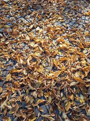 Yellow leaves