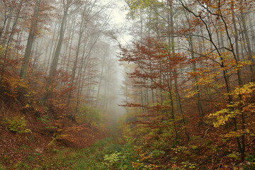 Nebelwald