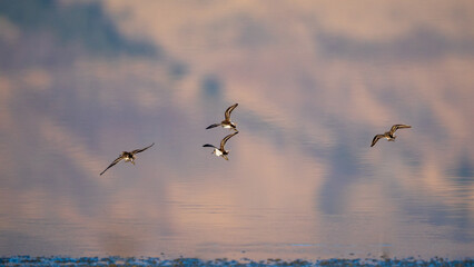Western Sandpipers (Calidris mauri) flying along the shoreline during fall migration. Summer Lake Management Area, Oregon