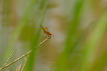 dragonfly on a leaf