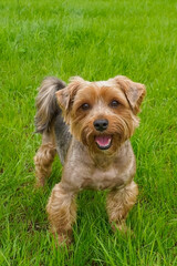 Dog. Yorkshire terrier. A pet. Cute, well-groomed lap dog.