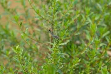 Dragonfly in a clump of grass
