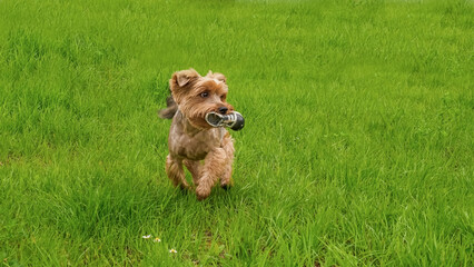 Yorkshire terrier. A dog. A purebred dog is running around the lawn with a toy. A pet.