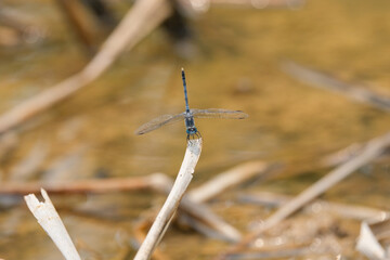 blue dragonfly on the grass