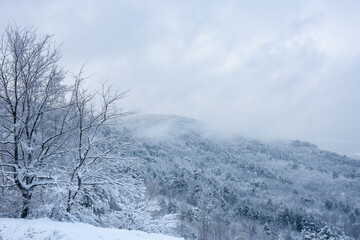 snow covered trees at uludag, bursa