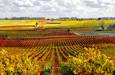 Vinha com cores de Outono 