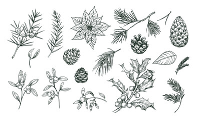 Winter plants illustration set, Poinsettia flower, holly, cones, juniper, realistic sketch, hand drawn vector