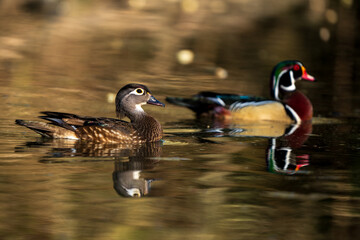 Male and Female Wood Ducks (Aix sponsa) paired for mating in the spring. Western Oregon.