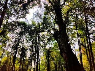 sun shining through trees