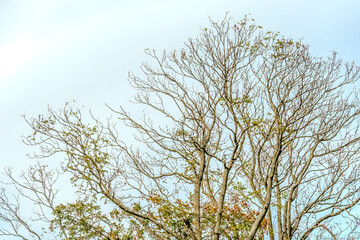 A tree crown against a blue sky creates a stunning visual of nature’s elegance. The vibrant green foliage contrasts beautifully with the clear, azure backdrop, as sunlight filters through the leaves