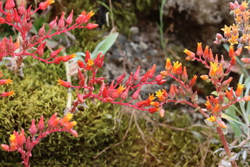 Lance Leaf Live Forever, Dudleya Lanceolata, a fantastic native monoclinous perennial herb displaying axillary cyme inflorescences during late Spring in the Santa Monica Mountains.