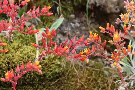 Lance Leaf Live Forever, Dudleya Lanceolata, a fantastic native monoclinous perennial herb displaying axillary cyme inflorescences during late Spring in the Santa Monica Mountains.