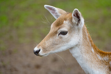 Female European fallow deer