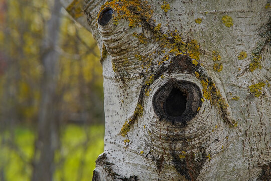 The knothole of an aspen tree