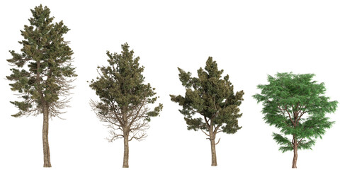 3d illustration Taxodium,Sciadopitys trees on transparent background