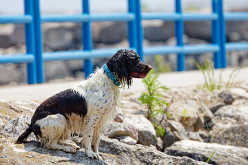 English springer spaniel during training on the shore of lake Michigan.