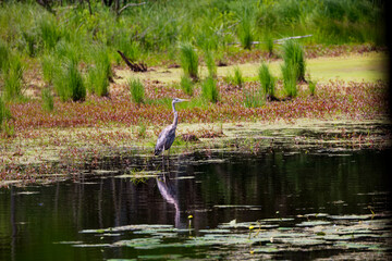 Great blue heron (Ardea herodias) on the river