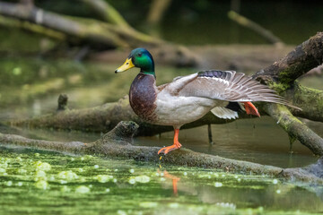 Male Mallard (Anas platyrhynchos) stretching his wings durning springtime. Western Oregon.