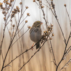 Savannah Sparrow (Passerculus sandwichensis) feeding on native Tarweed  (Madia sativa) seeds in the fall. Finley National Widllife Refuge, Oregon.