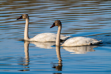 Tundra Swan (Cygnus columbianus). William L. Finley National Wildlife Refuge, Oregon.
