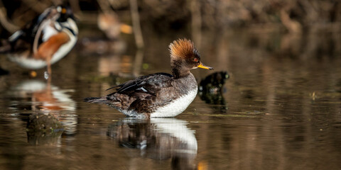 Female Hooded Merganser (Lophodytes cucullatus). Western Oregon.