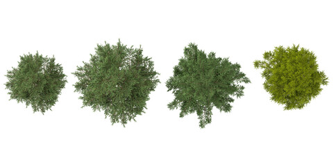 Obraz premium 3d rendering of Abies,Cedrus tree on transparent background from top view