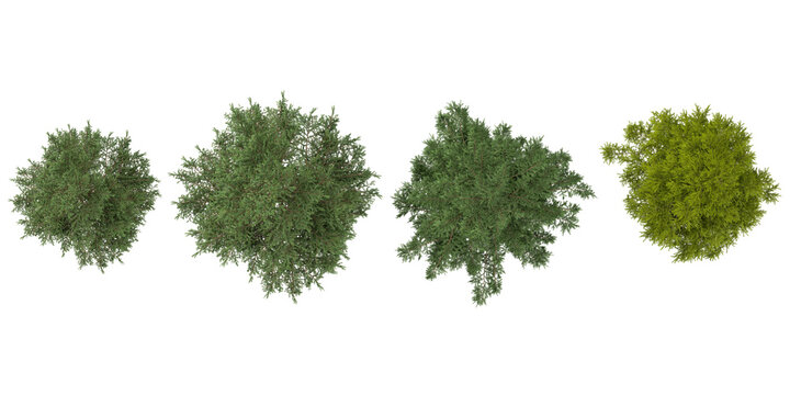 3d rendering of Abies,Cedrus tree on transparent background from top view