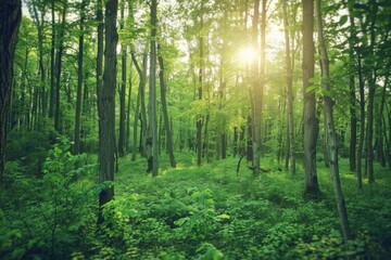 Fototapeta premium Sunny Day in Verdant Woodland Setting