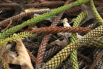 Norfolk Island Pine in Autumn