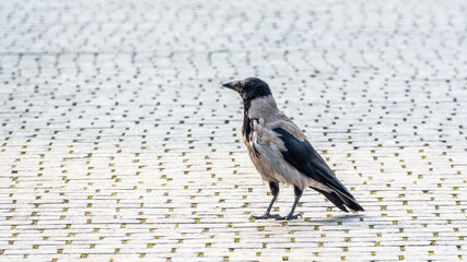 Hooded crow Standing on Cobblestone Path