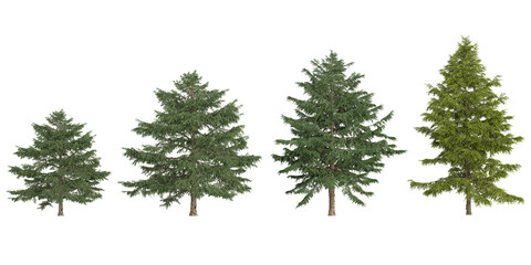 Fototapeta premium 3d rendering of Abies,Cedrus tree on transparent background