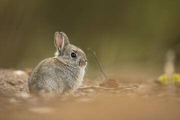 Królik europejski, królik dziki (Oryctolagus cuniculus), rabbit © Bartosz Rakoczy