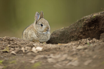 Królik europejski, królik dziki (Oryctolagus cuniculus), rabbit