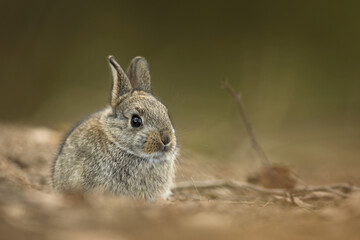Królik europejski, królik dziki (Oryctolagus cuniculus), rabbit © Bartosz Rakoczy