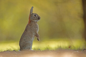 Królik europejski, królik dziki (Oryctolagus cuniculus), rabbit © Bartosz Rakoczy