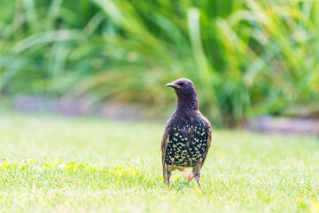 The common starling or European starling, Sturnus vulgaris, walks across the lawn.