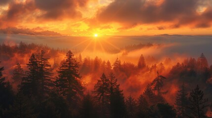 Foggy forest with sunset light peeking through the treetops, ideal for atmosphere and mood settings