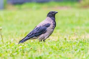 Obraz premium Hooded crow, corvus cornix, standing on the lawn in the spring or summer