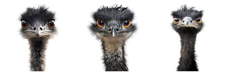 Emu isolated on transparent background, Set of