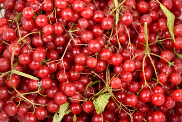 Full frame of freshly picked ripe viburnum berries.