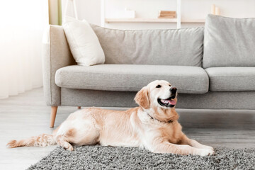 Domestic Animal Concept. Portrait of cute dog lying on the gray rug floor carpet indoors in living...