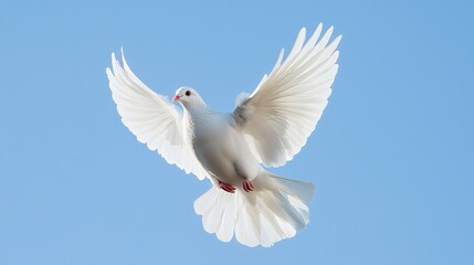 Fototapeta premium White dove in flight, symbolizing peace and freedom