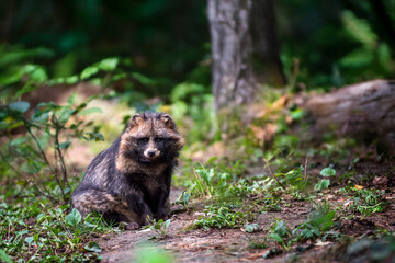 A solitary raccoon dog resting among lush greenery in a forest during daylight hours