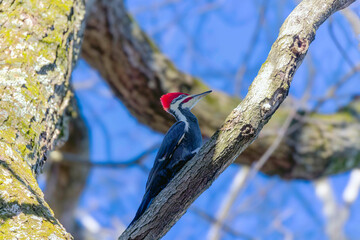 The pileated woodpecker ( Dryocopus pileatus).The bird native to North America.