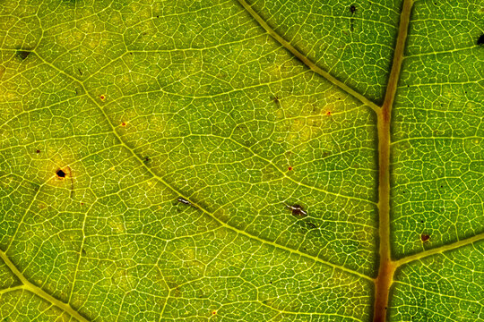 Fototapeta Close-up of leaf color transition revealing pigment change