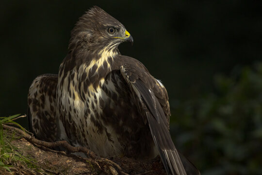 Eurasian buzzard perched on a branch against blurred foliage