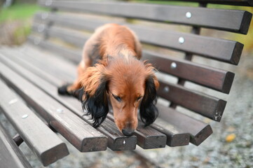 Long-Haired Dachshund Sitting on a Wooden Bench