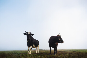 Two cows standing in a foggy field. One is black and white, the other brown, both looking in...