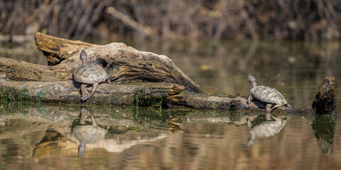 Western Pond Turtle (Actinemys marmorata) sunning on  a log in Western Oregon. They are listed as  a sensitive/critical species in Oregon.