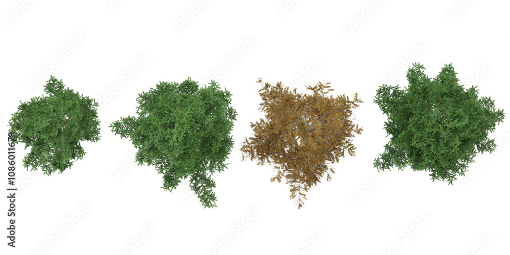 Poster 3d rendering of larix tree on transparent background from top view